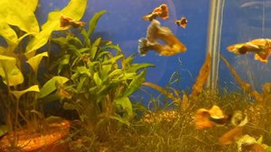 гуппи Дамбо Мозаика