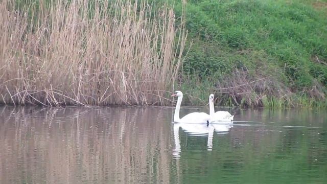 Оторвались по крупному лещу. Лещ в мае, Фидер на реке. Огромный лещ на это всегда клюёт, флэт фидер смотреть онлайн