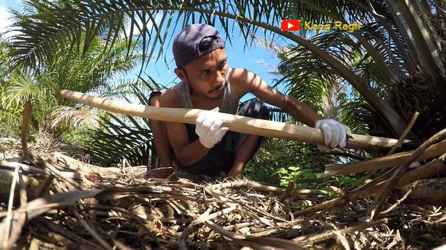 How to palm oil harvesting low trees for beginners Part 1