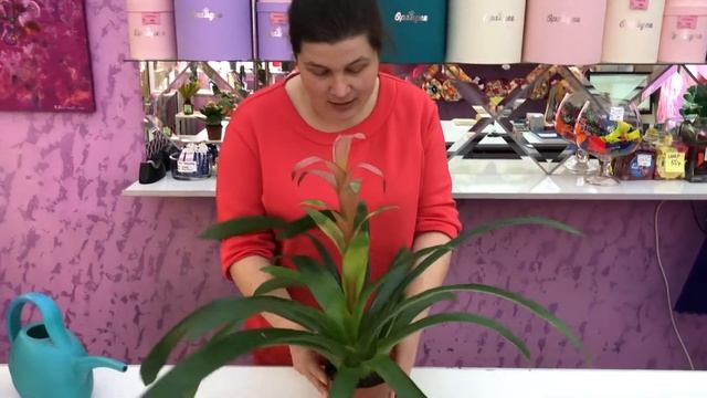 Орхидея флористический салон в Твери. Уход за гузманией. смотреть онлайн