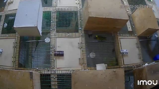 Строят гнёзда неразлучные попугаи смотреть онлайн