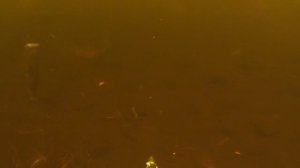 Подводная охота в Курганской области на речке с отличной прозрачностью