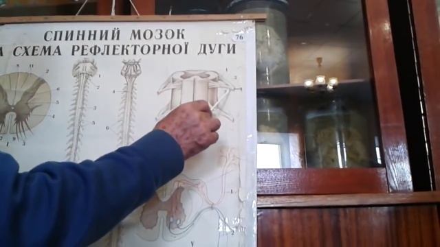 Видео-урок по анатомии. Мозг / Мозок смотреть онлайн