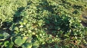 8.07.2021 УХОД ЗА МАТОЧНИКОМ,РЕМОНТАНТНЫХ СОРТОВ КЛУБНИКИ.