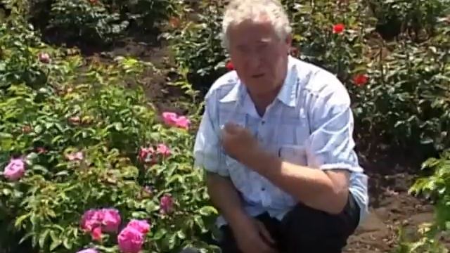 Трояндова республіка Миколи Громлюка смотреть онлайн