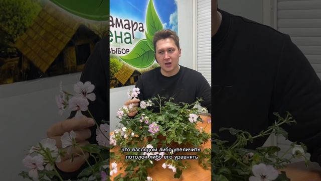 Как ухаживать за геранью | Герань Щитовидная
