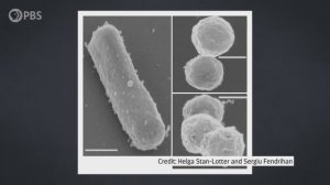 Археи ли мы? (Are We All Actually Archaea?)