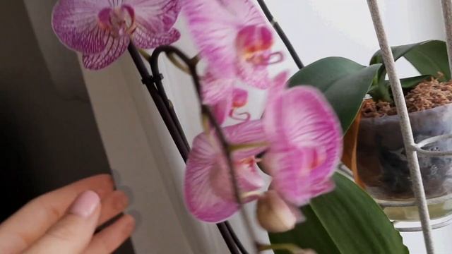 ФИКУС эластика и ОРХИДЕЯ? "НЕ ТО ПАЛЬТО" смотреть онлайн