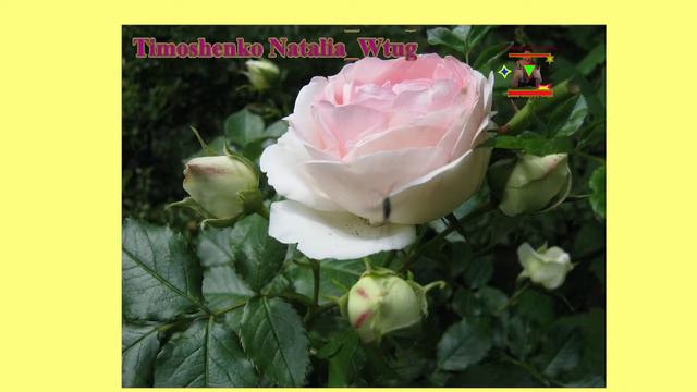 Для моей любимой мамы  розы и нежная музыка 20|02|2024 #Проведёмчасысчастьявместе |97|