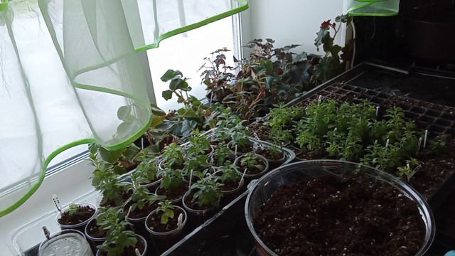 Калибрахоа🌺Рассаживаю черенки🌱