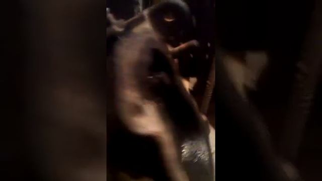 Турбина Рено Трафик смотреть онлайн