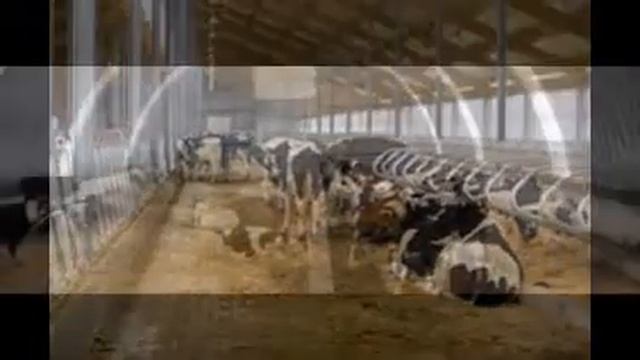 Коровники в ЦФО т.8-920-465-30-11 www.металлпрофиль-россошь.рф смотреть онлайн