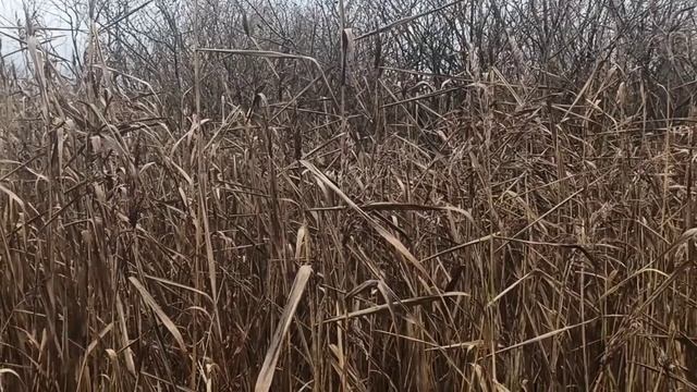 знаете ли вы как выглядит камыш??? большинство людей ошибаются... вот он истинный камыш смотреть онлайн