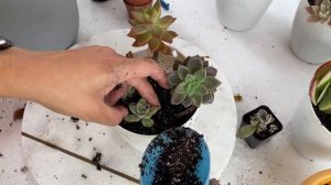 Potting up succulents into hanging planters