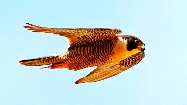 Сапсан - пение птицы - слушать смотреть онлайн
