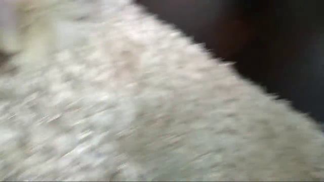 Любимая игрушка собаки смотреть онлайн