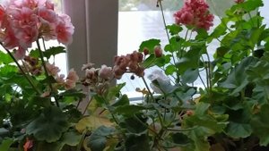 Пеларгония-герань! Осень - спасаем от заморозков!  2 серия Как себя чувствует цветок на подоконнике