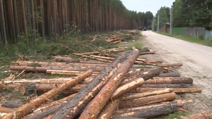 Защитная полоса между лесом и участками.