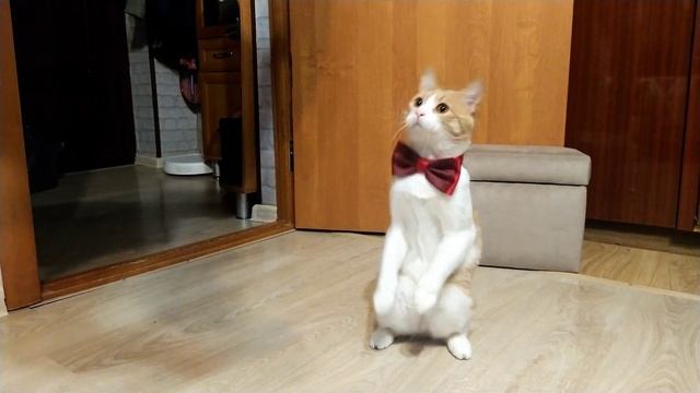 Стойка суслика и кувырок смотреть онлайн