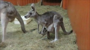 Серые кенгуру с малышами 24.04.2023