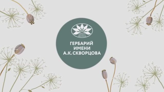 Документальный фильм «Гербарий им. А.К. Скворцова ГБС РАН»