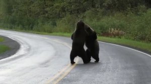 Epic grizzly bear fight!