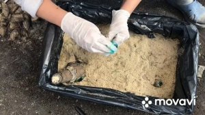 Как хранить георгины | георгины весной