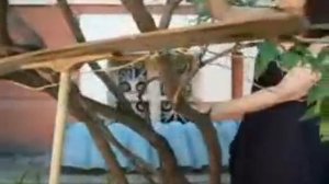 Как исправить куст сирени ч 1