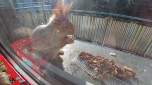 НОВОСИБИРСК.АКАДЕМГОРОДОК. КЛИНИКА ИМ.МЕШАЛКИНА. OTEL PARK WOOD.ФЕВРАЛЬ 2022