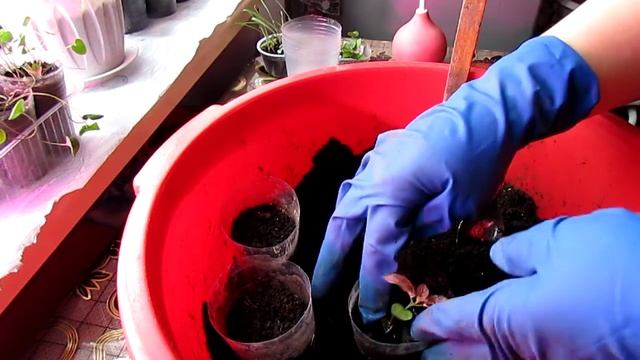 БЫСТРО И ПРОСТО ПИКИРУЮ ГИПОЭСТЕС! смотреть онлайн