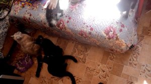 МНОГО КОШЕК