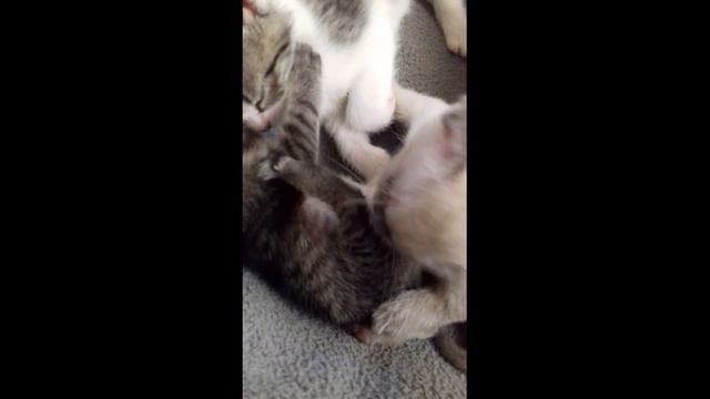 Мои котята смотреть онлайн