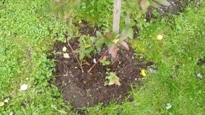 Голубику мульчирую так.