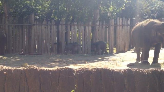 Baby Elephants смотреть онлайн