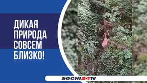 Медведь в Дагомысе напугал людей