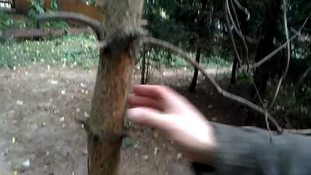 вяз мелколистный VID 20171004 145857 https://youtu.be/_IxiRmeO8n8 смотреть онлайн