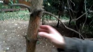 вяз мелколистный VID 20171004 145857 https://youtu.be/_IxiRmeO8n8