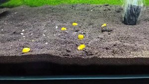 Корбикула Яванская