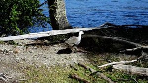 Магелланов гусь в национальном парке Огненная Земля, Tierra del Fuego