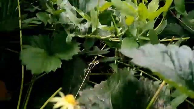 Клубника, сорт Пегас. Поздняя. 03.07.2017 смотреть онлайн