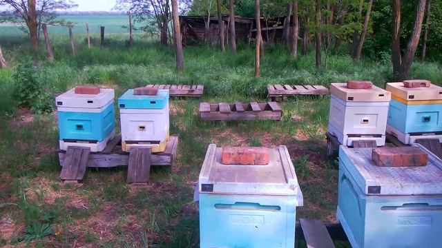 Переехали на акацию! ......2021г......))) любительское пчеловодство смотреть онлайн