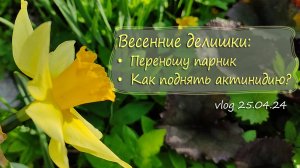 Обычные дачные весенние дела и заморочка с парничком | Дача как есть Vlog 25.04.2024