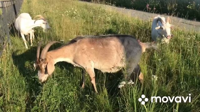 У нас студентка…//Козы.Дойка.Массаж// смотреть онлайн