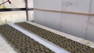 Первая обработка превикуром. 3 день после всходов. Превикур Энерджи.Чистка корневой системы.BJORNF1