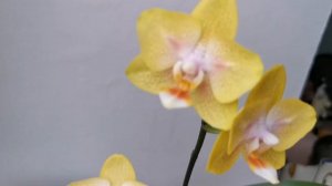 Phal. Yaphon Green Batman (Грин Бэтмен желтая бабочка орхидея фаленопсис)