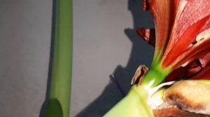 Амариллисы/От покупки до цветения/Срезаю цветонос/Часть 3