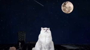 Тише ,мыши, кот на крыше