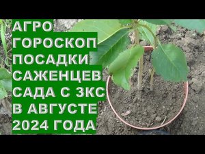 Агрогороскоп посадки саженцев с ЗКС в августе 2024Agrohoroscope for planting seedlings with closed r