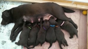 Щенки шоколадного лабрадора Chocolate labrador puppies