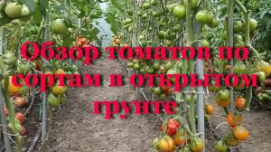 Обзор томатов по сортам в открытом грунте